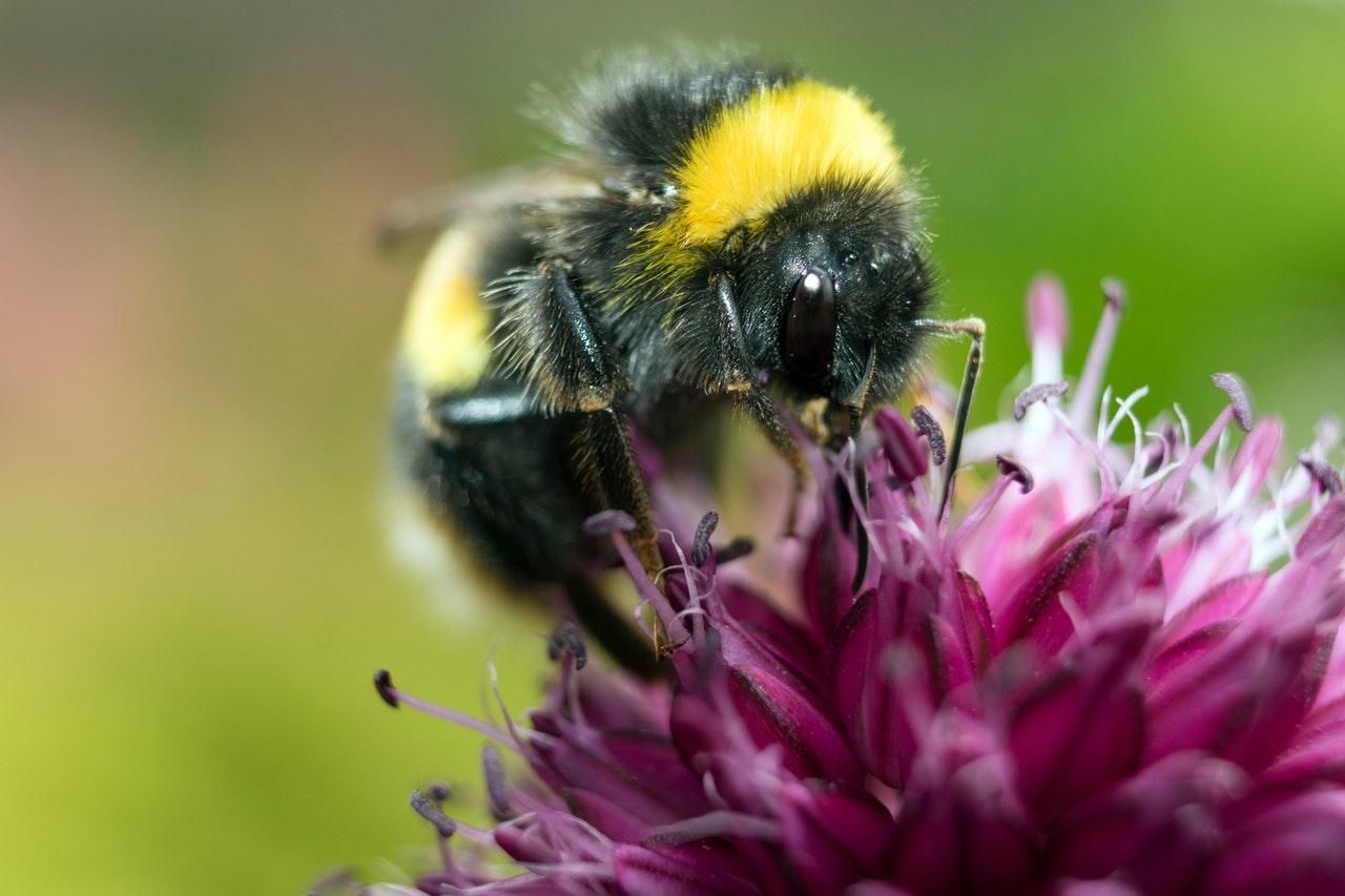 Отрута медоносних бджіл вбиває агресивні клітини раку молочної залози: дослідження