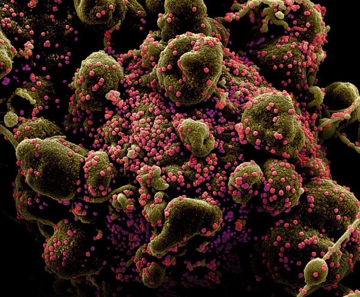 Як коронавірус проникає в людську клітину: відео