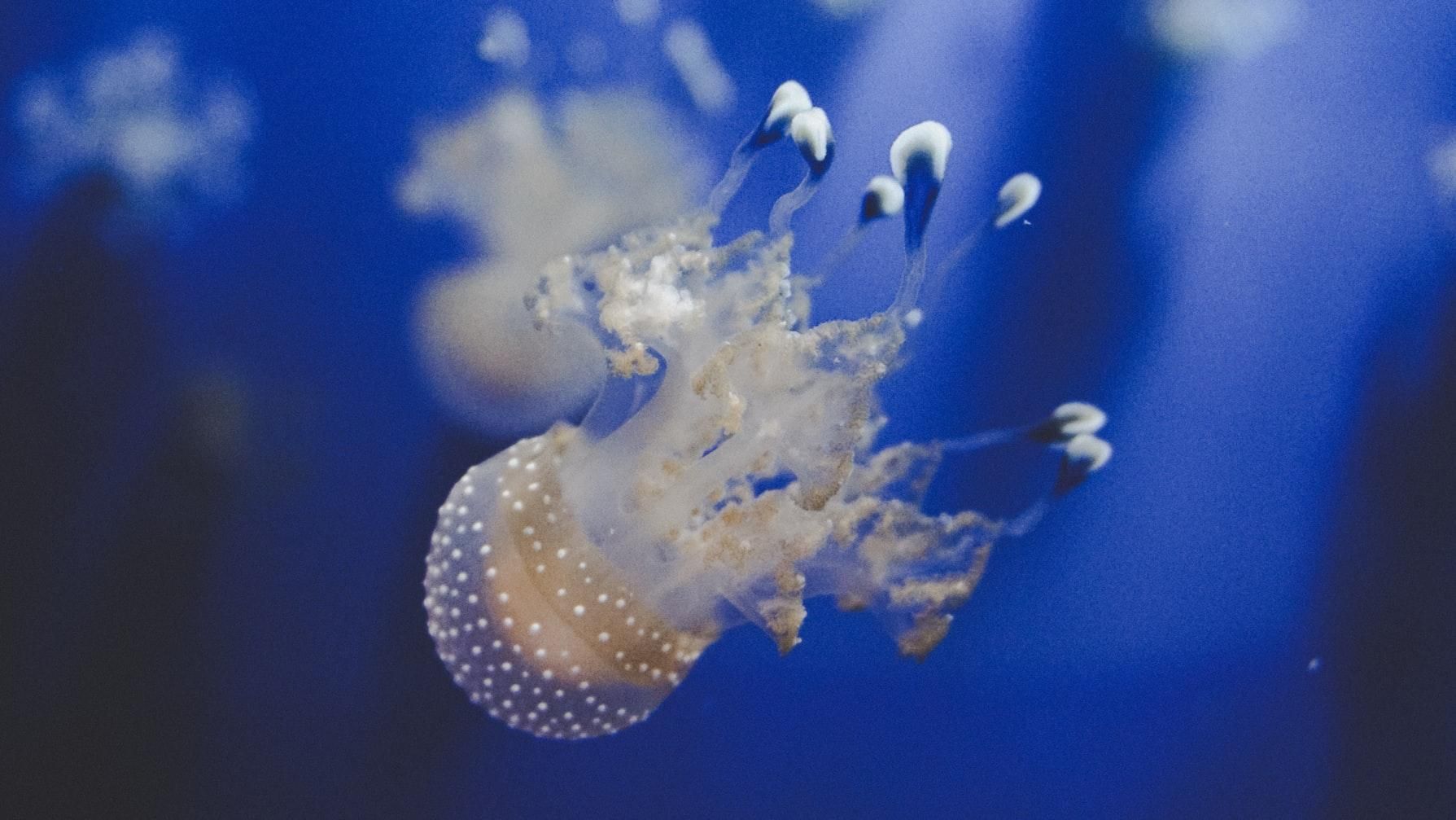 Замена фастфуда и для экологии хорошо: ученые предлагают готовить медуз