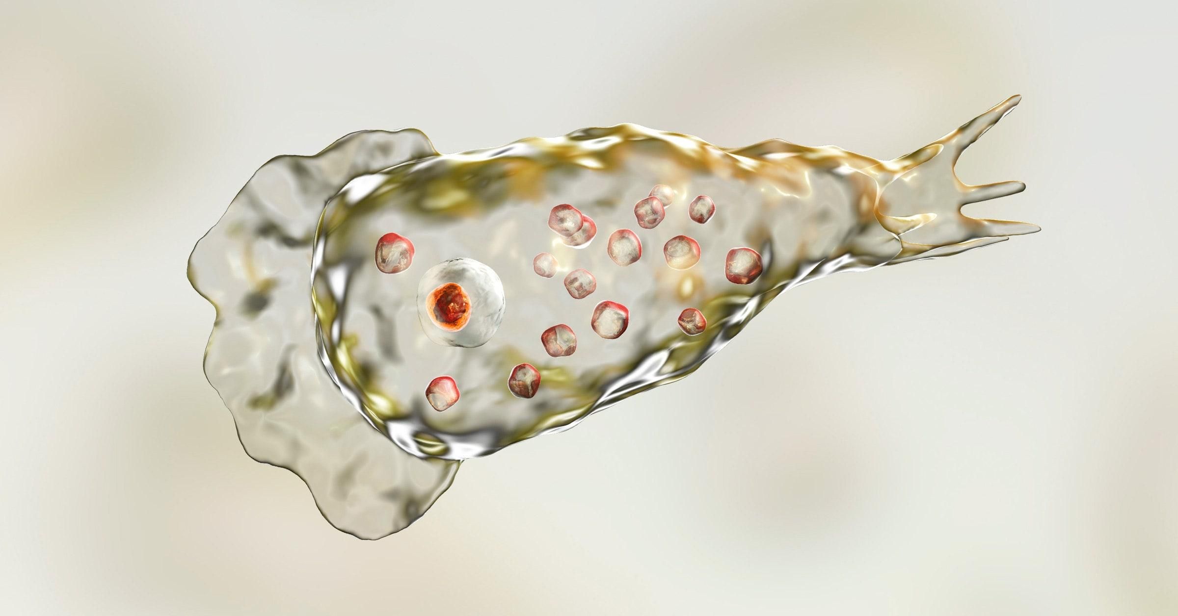Микроб, пожирающий мозг: есть одна жертва, в некоторых городах США запретили пользоваться водой Микроб, пожирающий мозг: есть одна жертва, в некоторых городах США запретили пользоваться водой