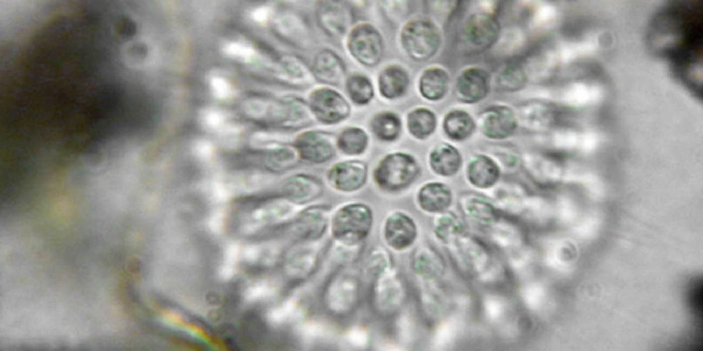 Ученые открыли первые организмы, которые питаются вирусами Ученые открыли первые организмы, которые питаются вирусами