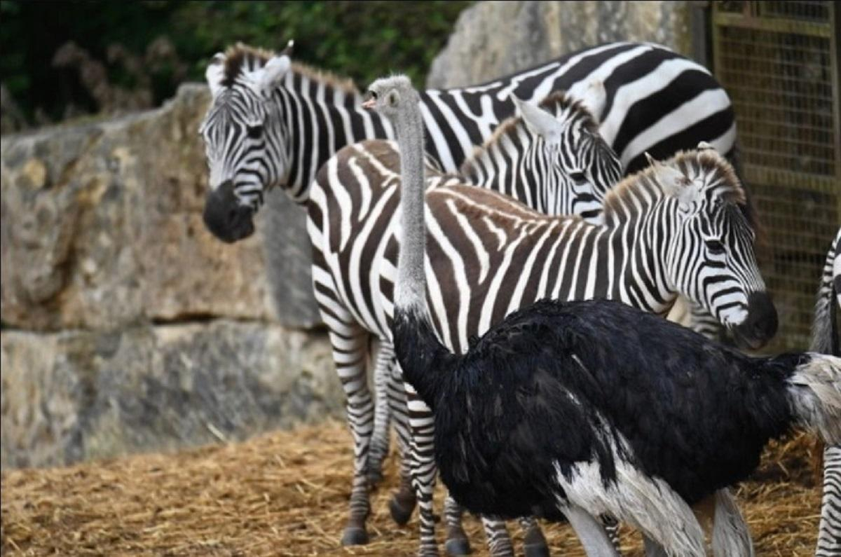 Криза ідентичності: в британському зоопарку страус кинув самку та почав жити з зебрами