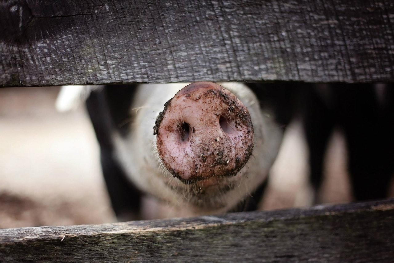 У Канаді перший випадок зараження свинячим грипом