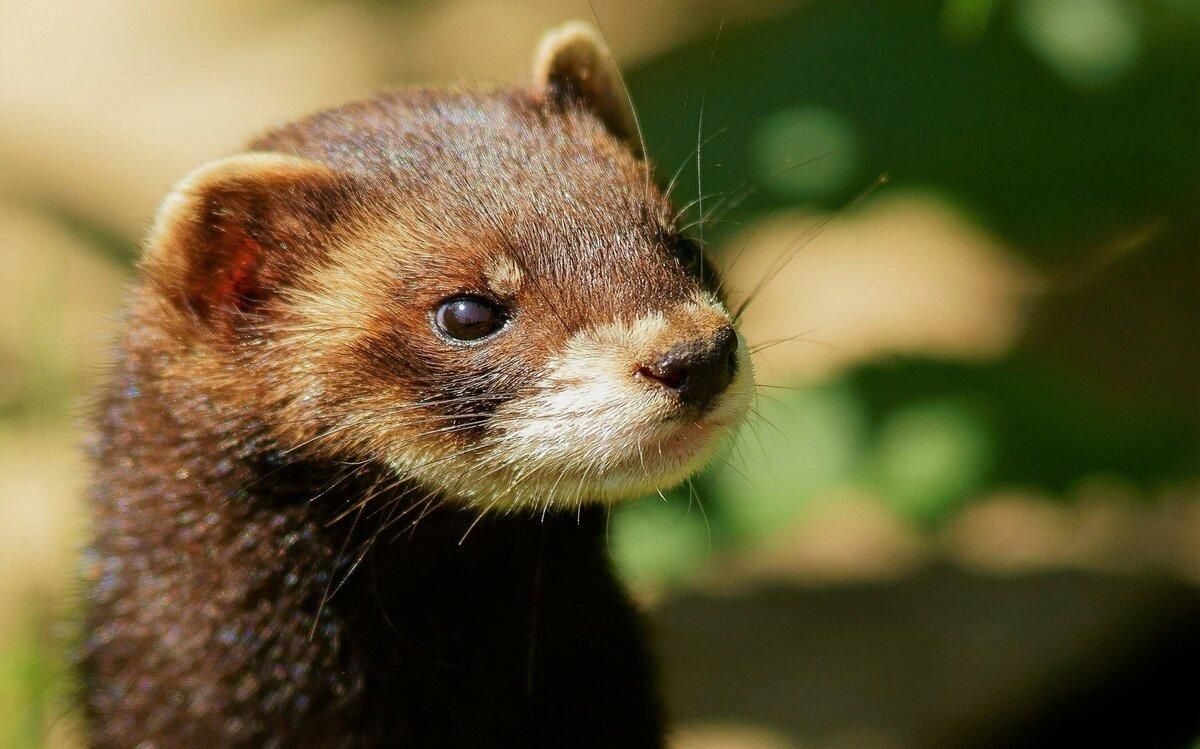 ВООЗ про новий штам коронавірусу в Данії ВООЗ про новий штам коронавірусу в Данії