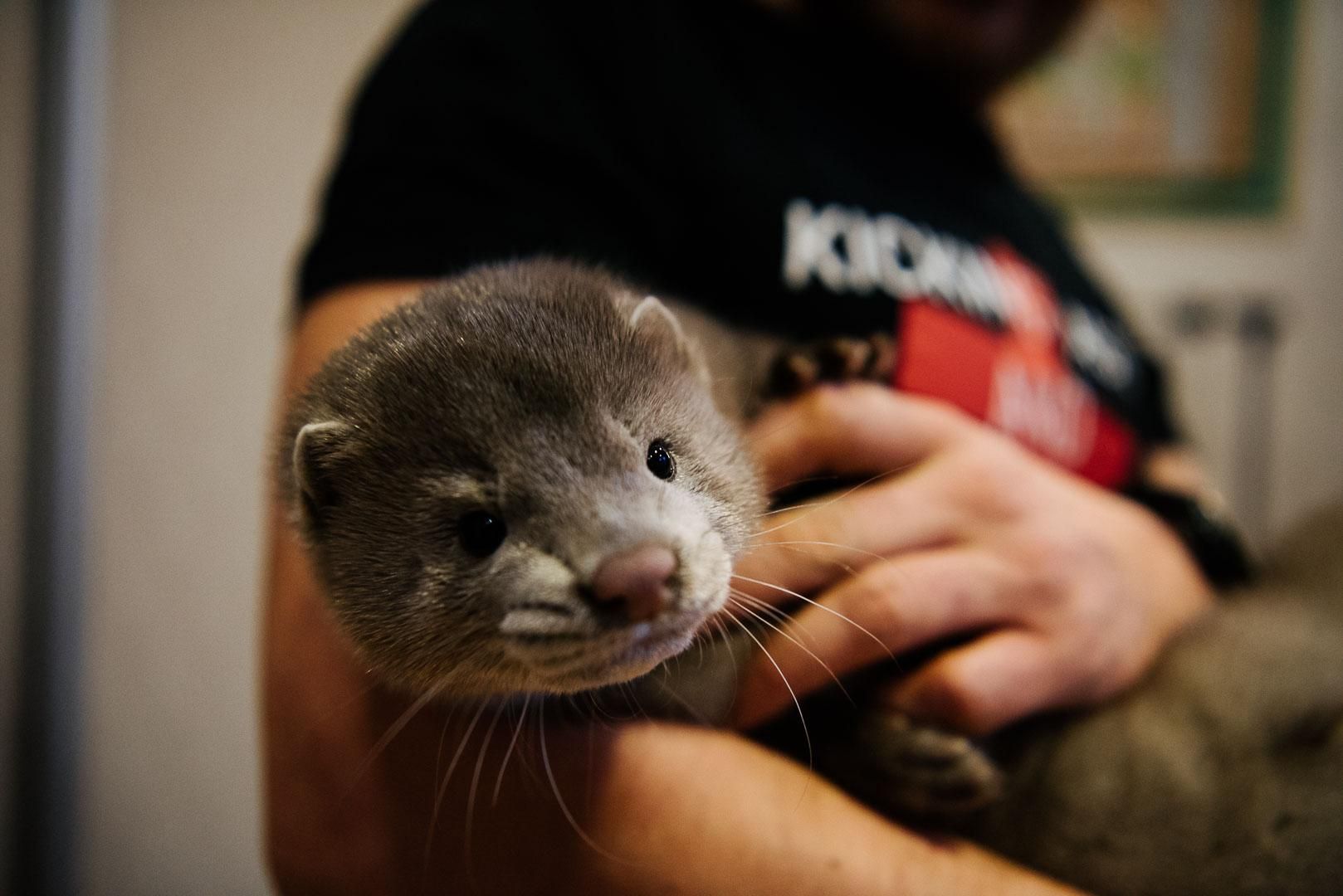 В Дании зафиксировали 214 случаев передачи коронавируса от норок к человеку В Дании зафиксировали 214 случаев передачи коронавируса от норок к человеку