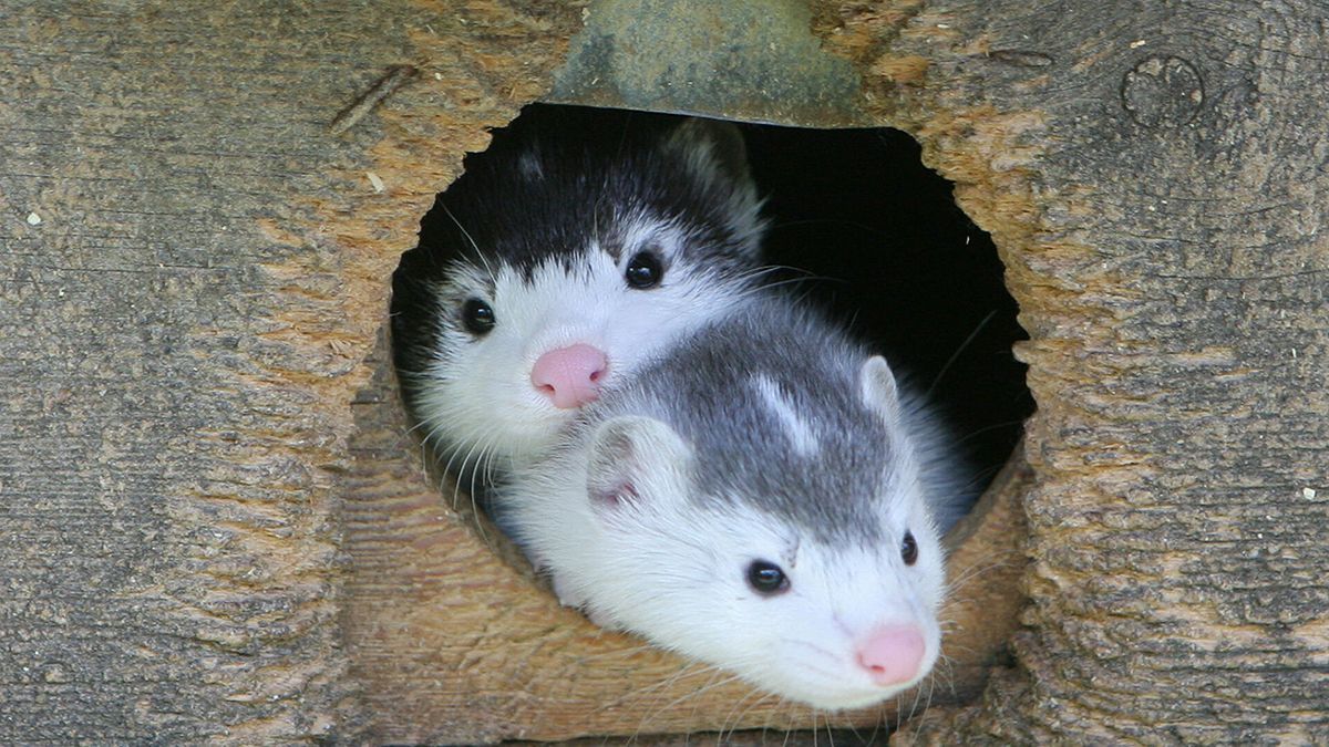 Мутація COVID-19 серед тварин: заражених норок виявили ще у 5 країнах Мутація COVID-19 серед тварин: заражених норок виявили ще у 5 країнах