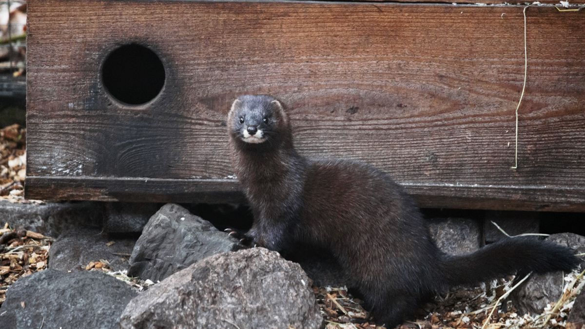 У Данії не можуть знищити норок, заражених мутованим COVID-19: причина У Данії не можуть знищити норок, заражених мутованим COVID-19: причина