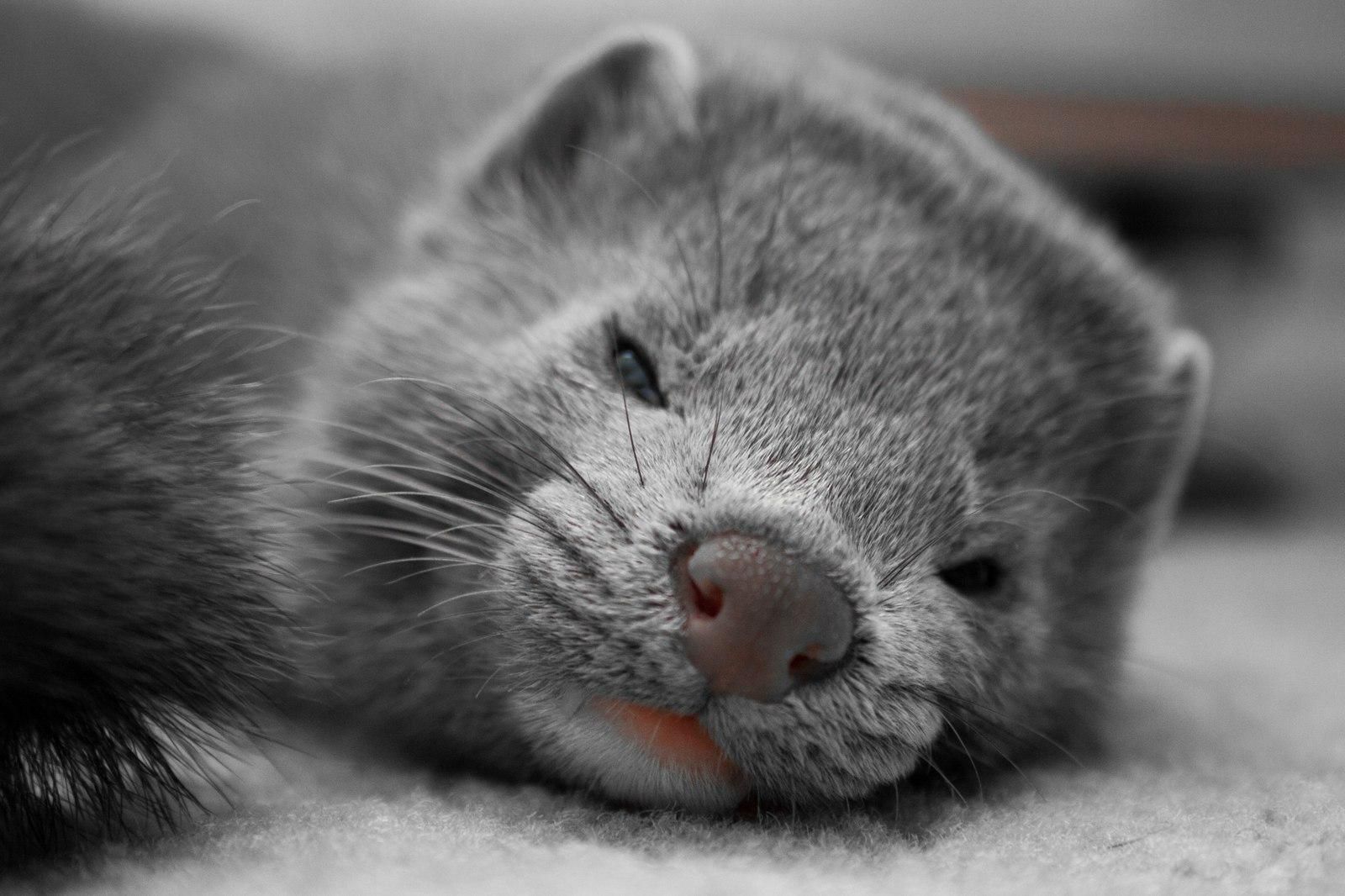 Вакцинація норок в Україні Вакцинація норок в Україні