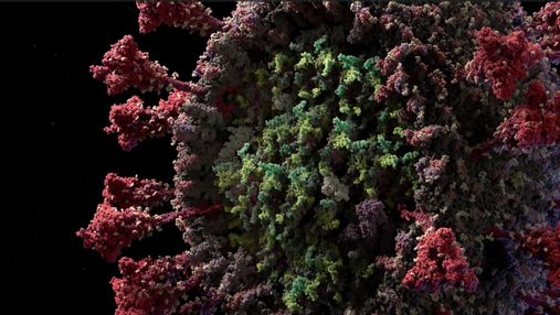 Розкрили таємницю мутованого штаму коронавірусу: є хороша новина