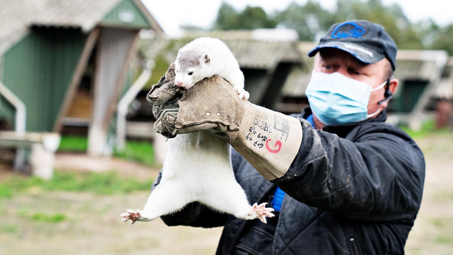 У Данії таки знищать 15 мільйонів норок через загрозу поширення нової версії коронавірусу У Данії таки знищать 15 мільйонів норок через загрозу поширення нової версії коронавірусу