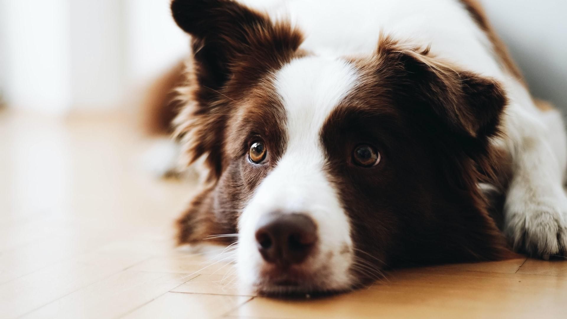 Владельцы собак подвергаются высокому риску заболевания COVID-19: исследование