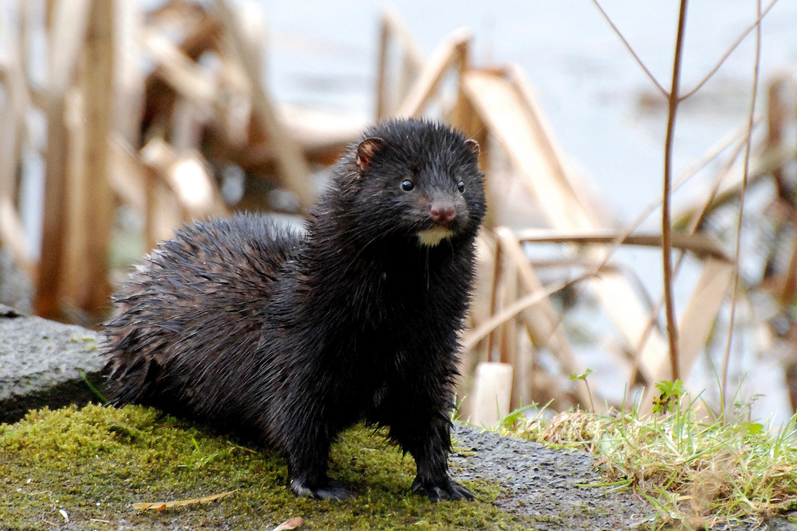 В Дании уничтожили норок: Минздрав предположил, что мутировавший коронавирус мог исчезнуть В Дании уничтожили норок: Минздрав предположил, что мутировавший коронавирус мог исчезнуть