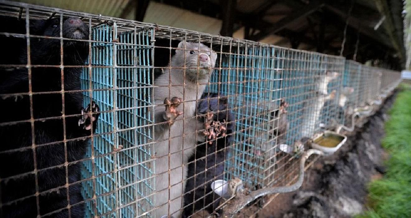 Мутований коронавірус у норок виявили вже у Польщі Мутований коронавірус у норок виявили вже у Польщі