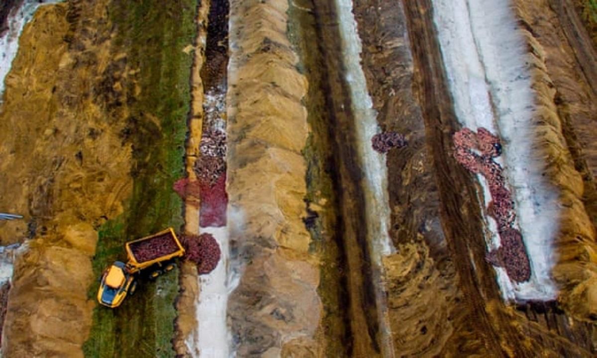 Бомба медленного действия: убитые норки в Дании составляют большую угрозу, чем живые с COVID-19 Бомба медленного действия: убитые норки в Дании составляют большую угрозу, чем живые с COVID-19