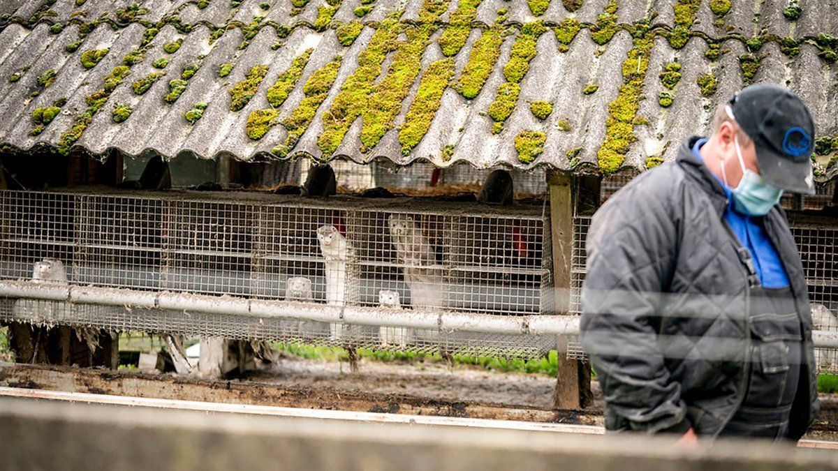 В Украине усилят мониторинг коронавируса на норковых фермах В Украине усилят мониторинг коронавируса на норковых фермах