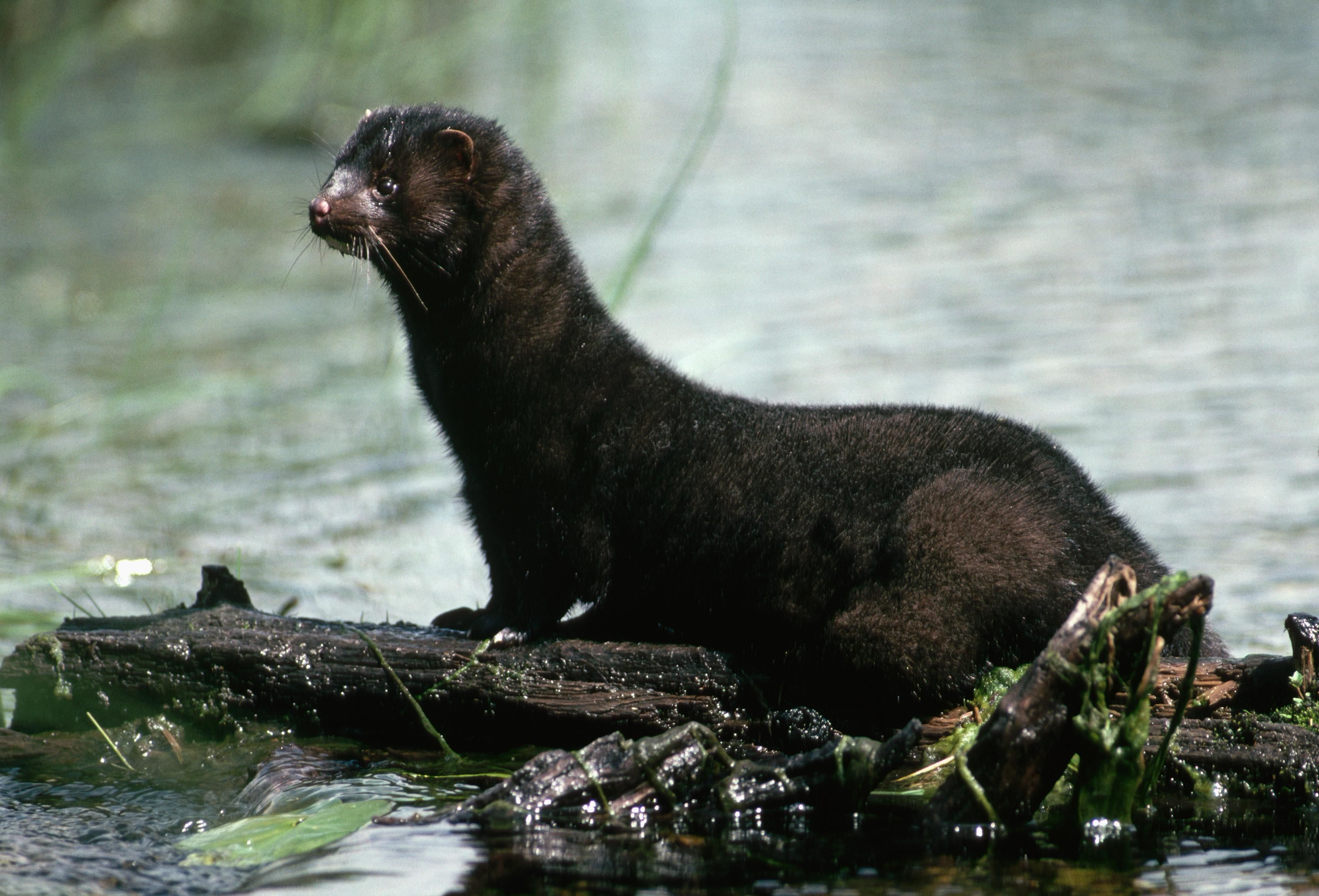 У Данії заражені СOVID-19 норки втекли зі звіроферм У Данії заражені СOVID-19 норки втекли зі звіроферм