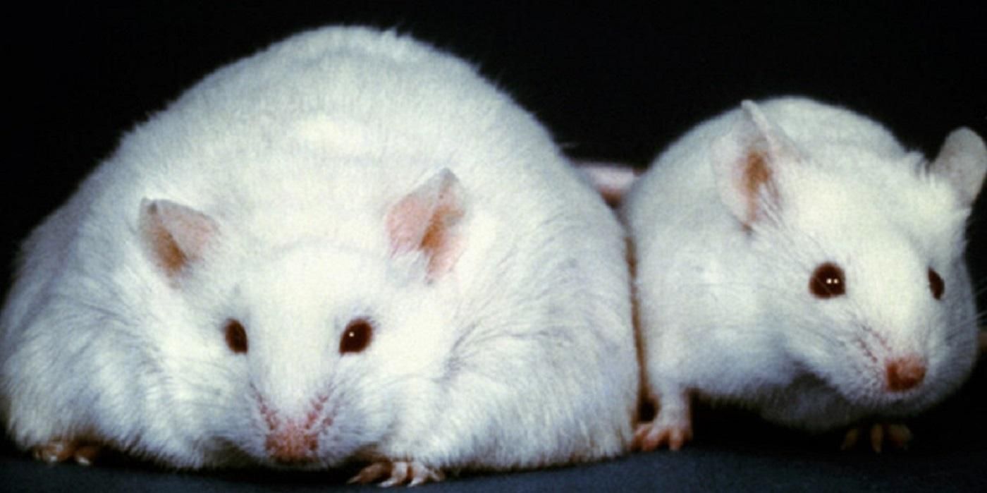 Один препарат значно знизив швидкість набору ваги у тварин, які вживали жирну їжу