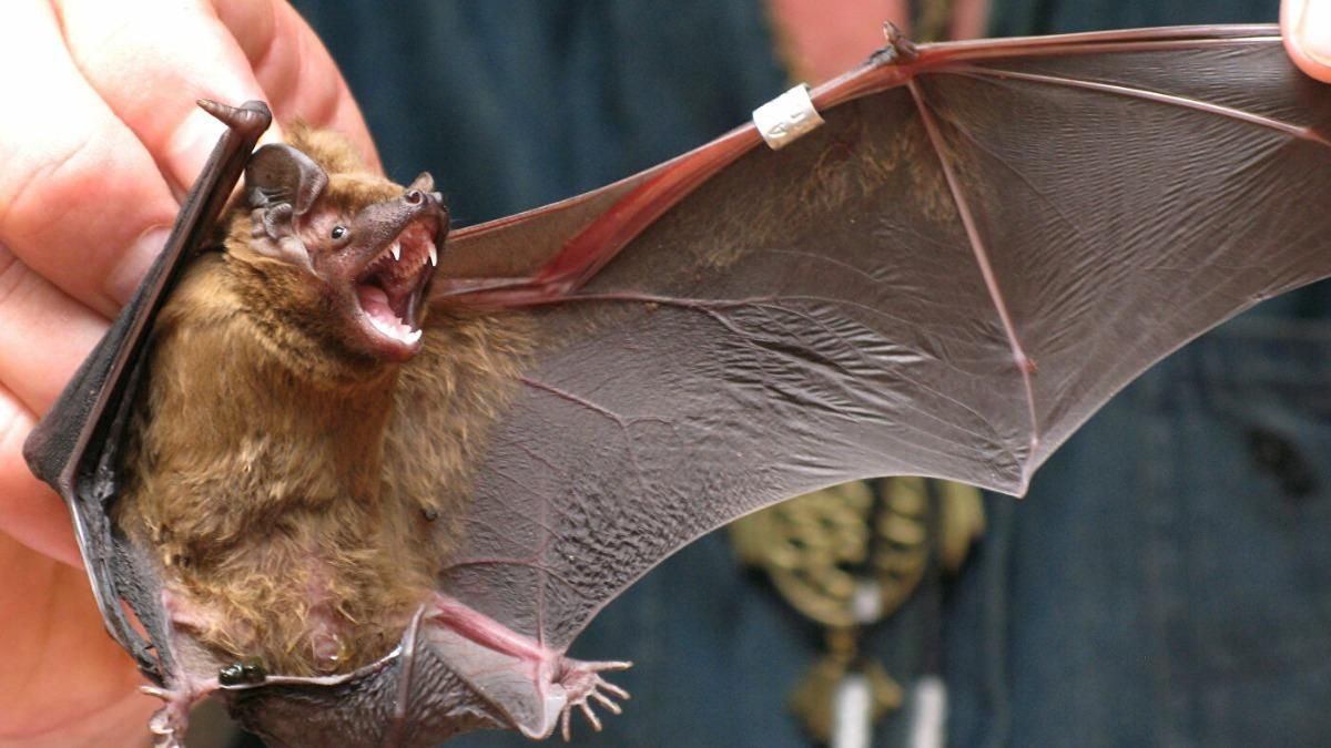 Новый тип коронавируса: в Китае нашли опасных летучих мышей Новый тип коронавируса: в Китае нашли опасных летучих мышей