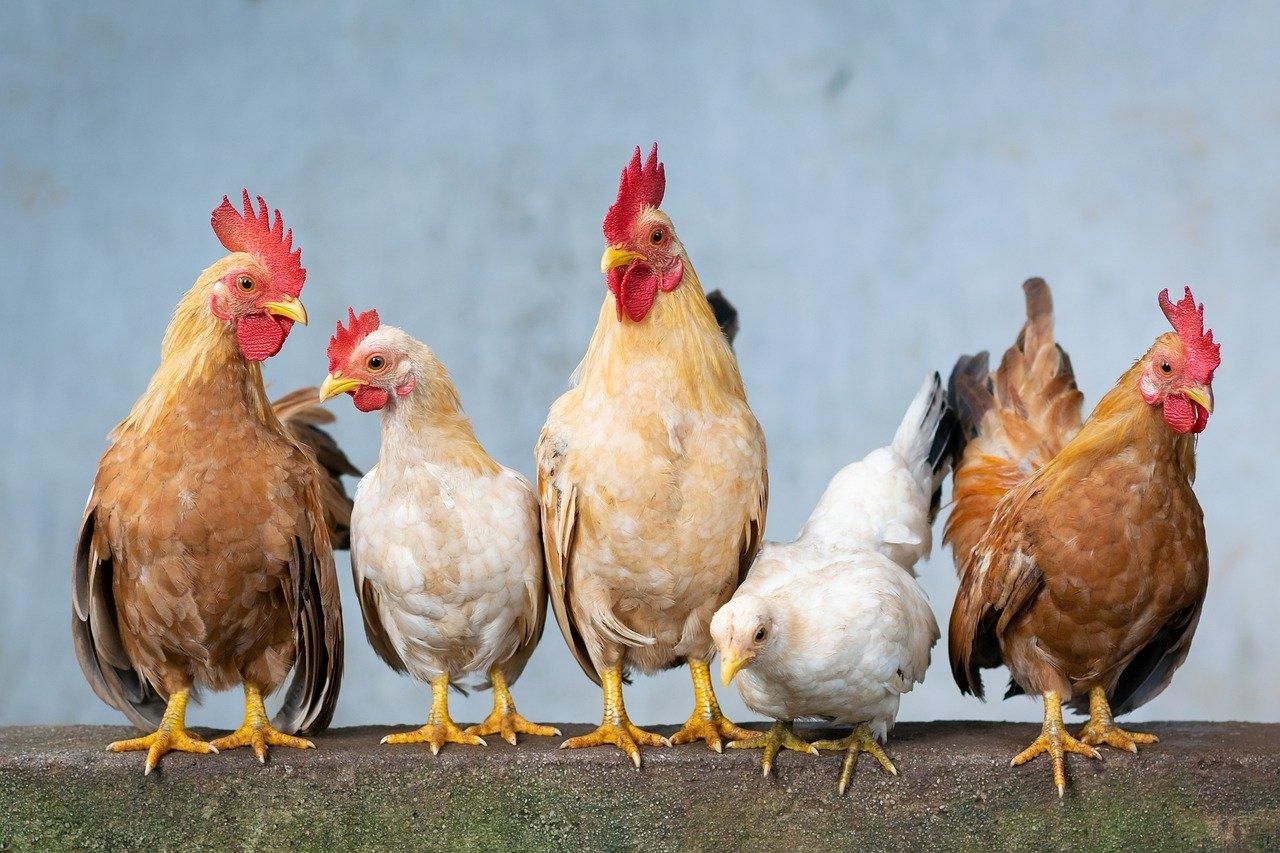 Из-за вспышки птичьего гриппа в Японии уничтожат 11 тысяч кур