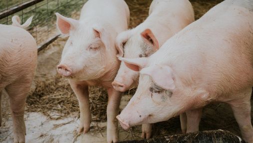 В США дозволили їсти ГМО-свиней та використовувати для медицини 