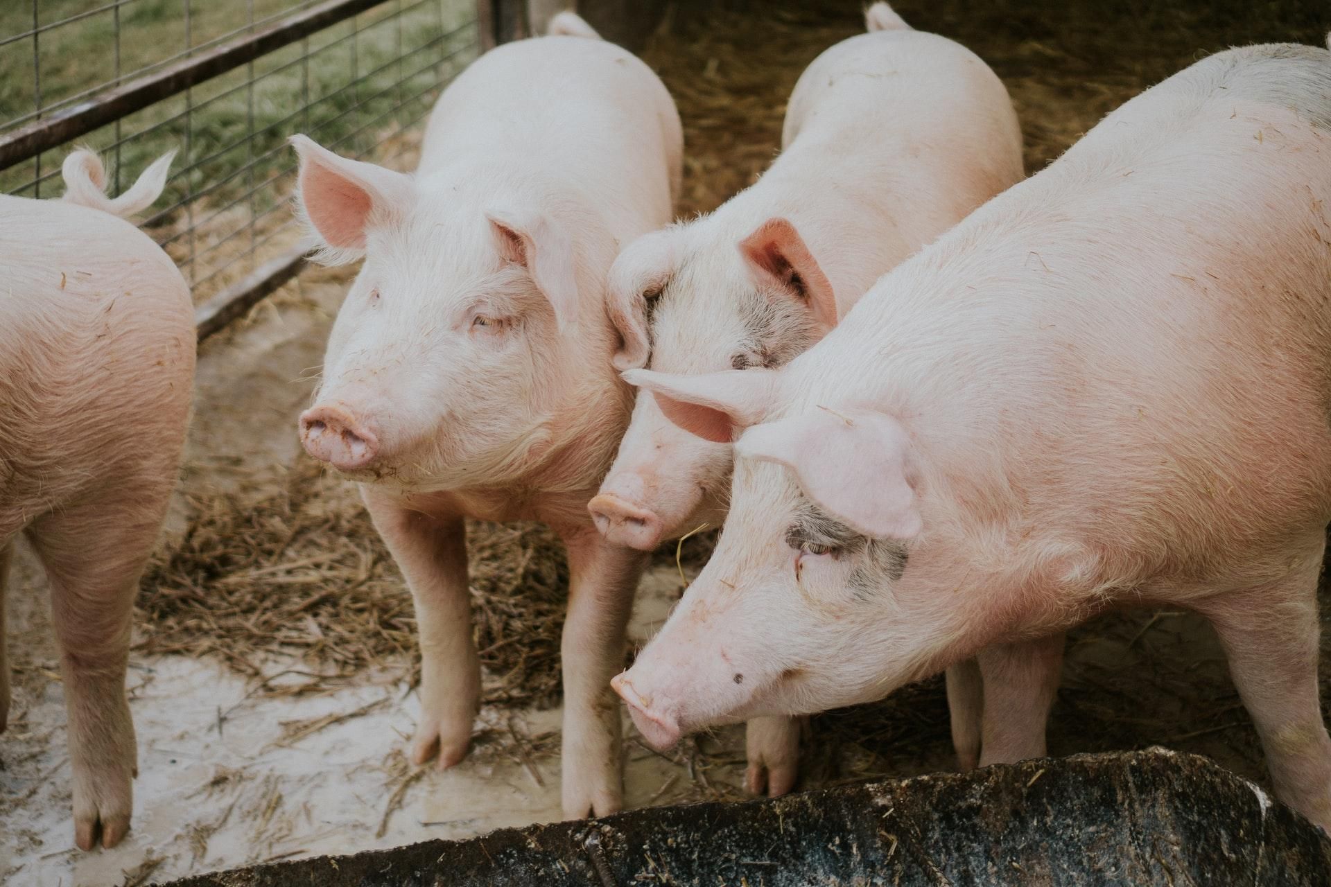 В США разрешили есть ГМО-свиней и использовать для медицины
