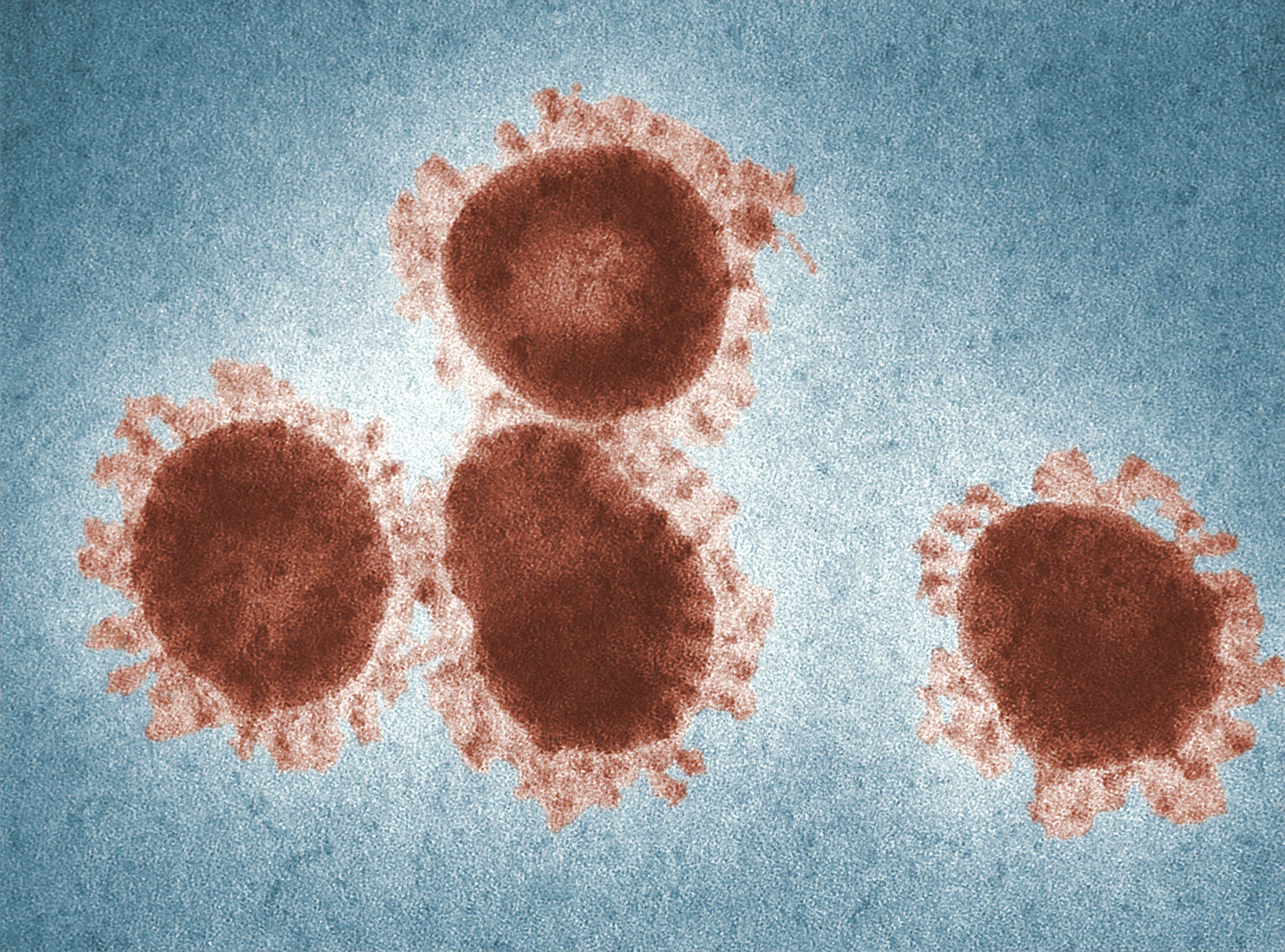 Новий штам коронавірусу дістався до Німеччини