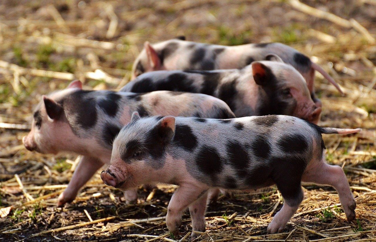 Масову трансплантацію органів від ГМО-свиней до людей хочуть розпочати у наступному році