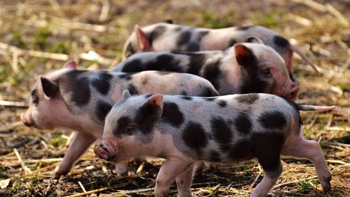 Массовую трансплантацию органов от ГМО-свиней к людям хотят начать в следующем году