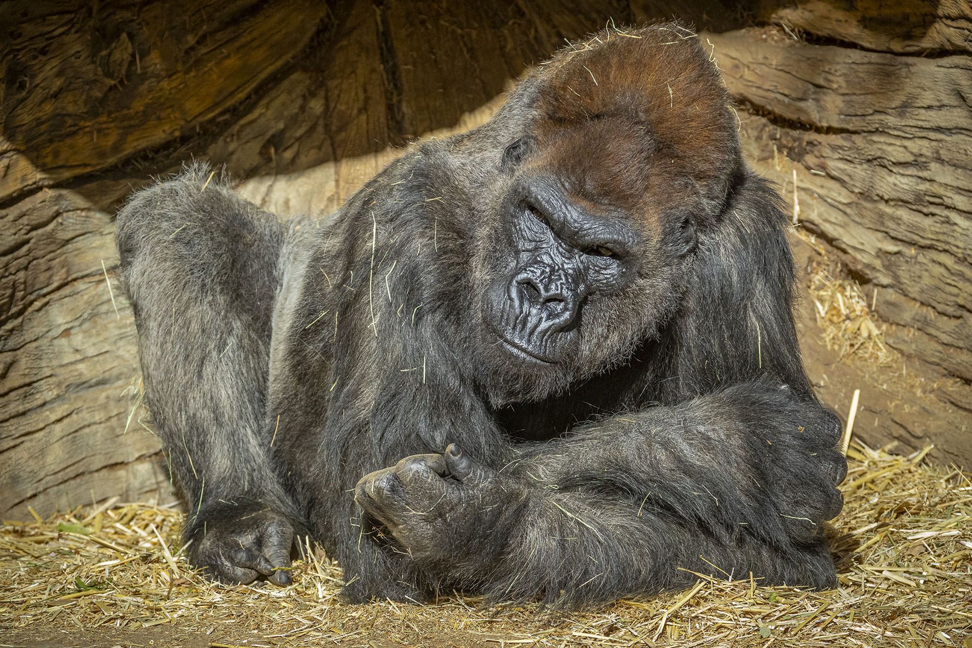 Эксперты обеспокоены: в зоопарке США коронавирусом заразились гориллы