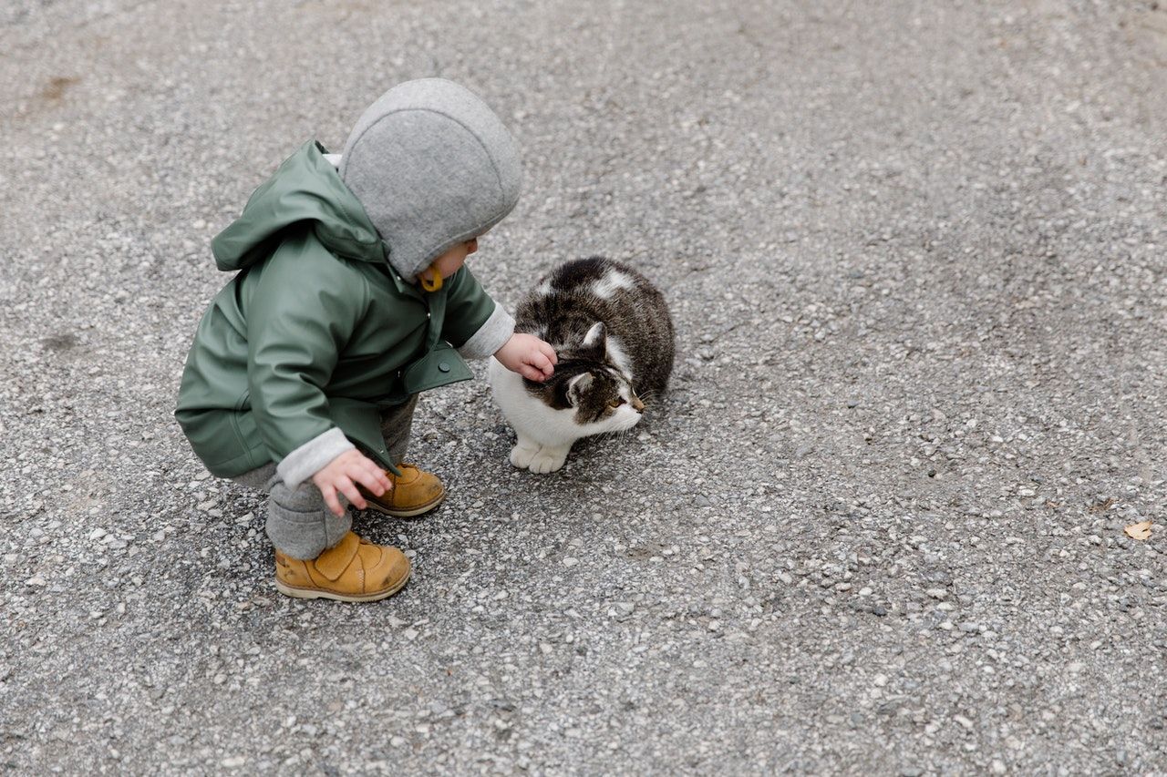 Спілкування з котами виявилось корисним для дітей з аутизмом