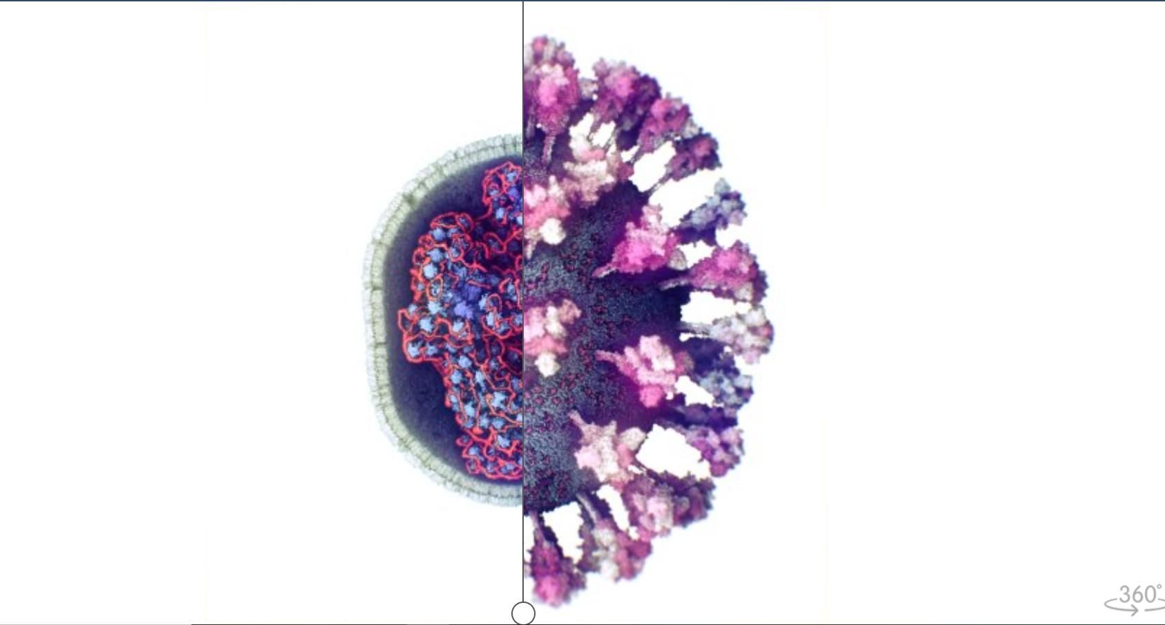 Создали первую реальную 3D-модель коронавируса SARS-CoV-2 – с ней можно взаимодействовать Создали первую реальную 3D-модель коронавируса SARS-CoV-2 – с ней можно взаимодействовать