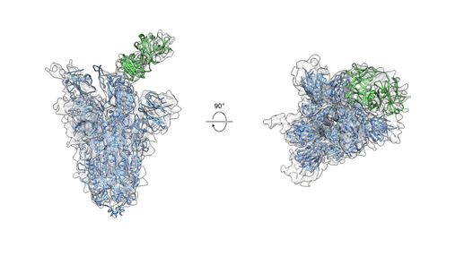 Розробили універсальне антитіло проти мутацій SARS-CoV-2 та більшості коронавірусів