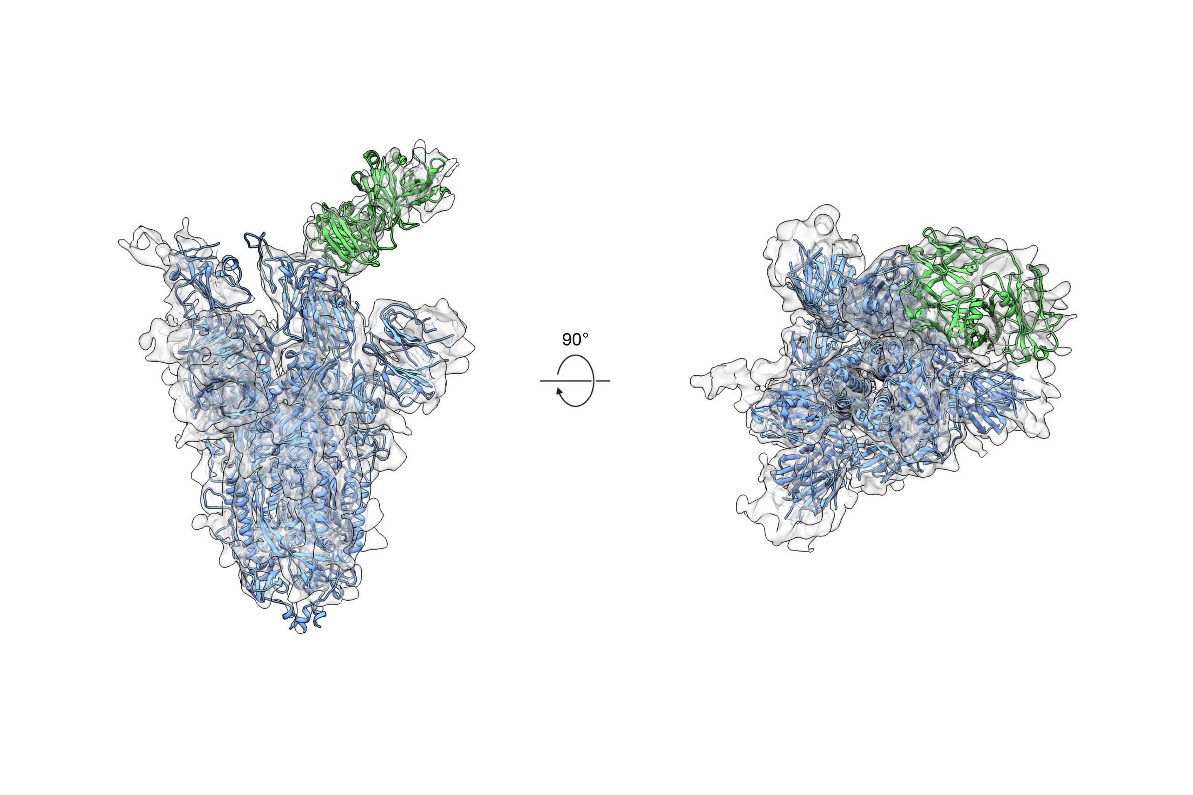 Разработали универсальное антитело против мутаций SARS-CoV-2 и большинства коронавирусов