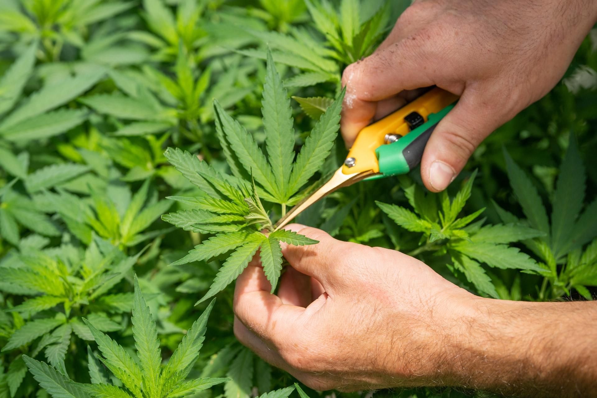 Влияет марихуана на давление отзывы о покупке семян конопли