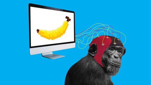 Удалось прочитать мысли обезьян с помощью ультразвука: суть эксперимента