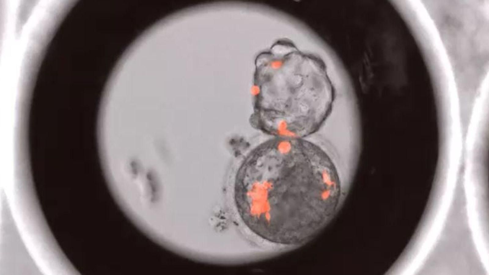 Вирощені людські клітини в ембріонах мавпи викликають занепокоєння 