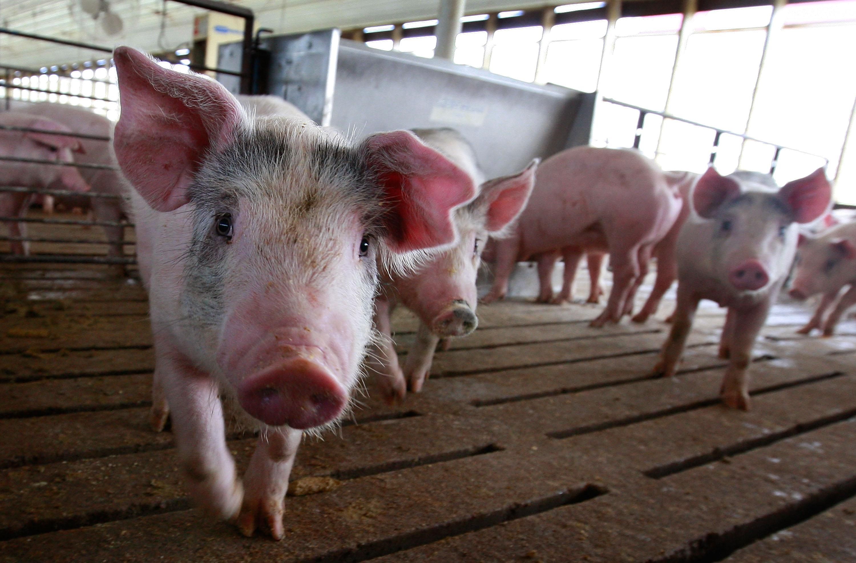 Біля Броварів виявили африканську чуму свиней: чому це небезпечно