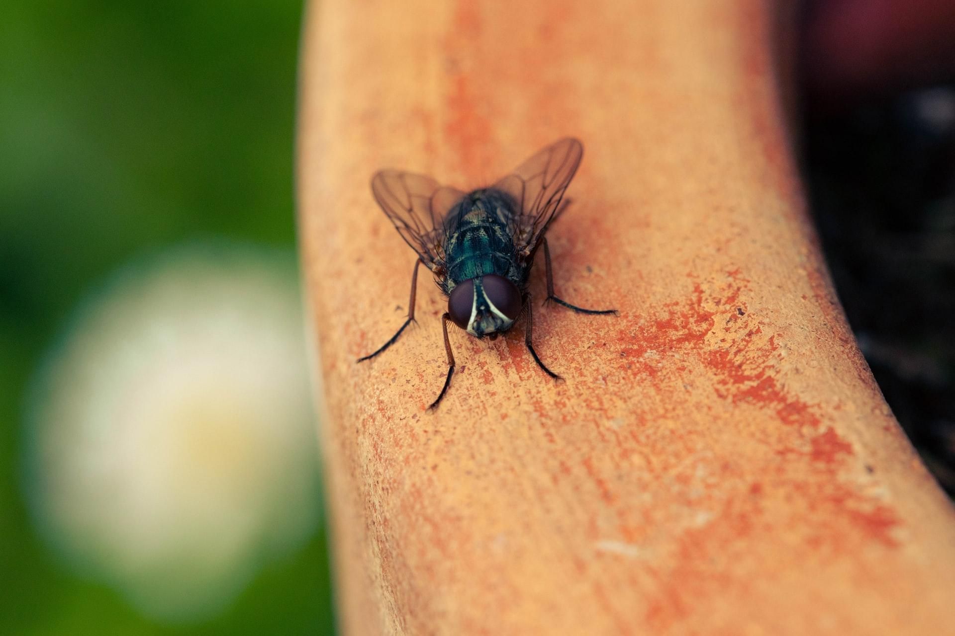 Кімнатні мухи можуть переносити коронавірус