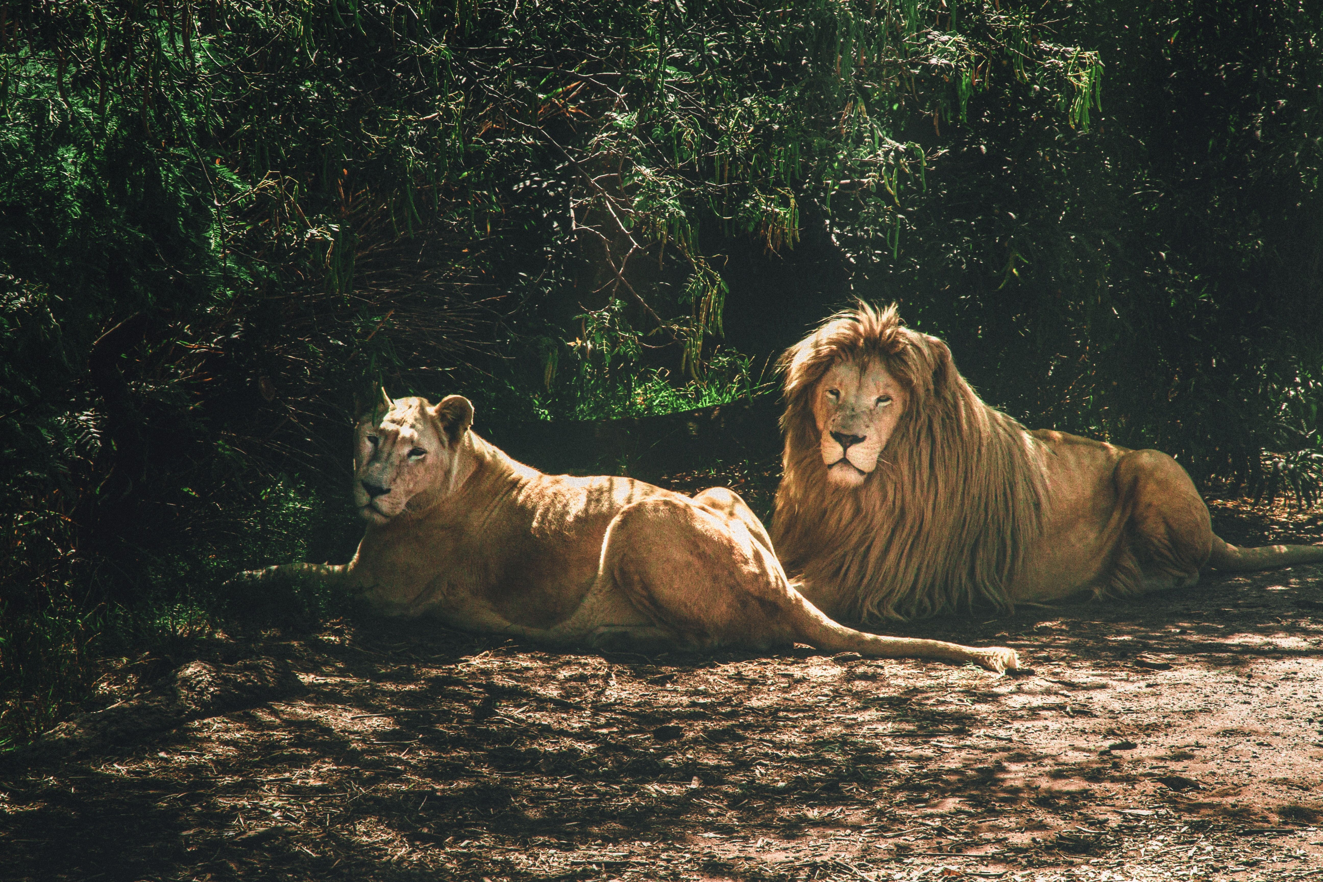 В зоопарке в Индии сразу 8 левов заболели COVID-19