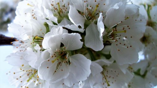 Аллергия на цветение: почему возникает и что делать