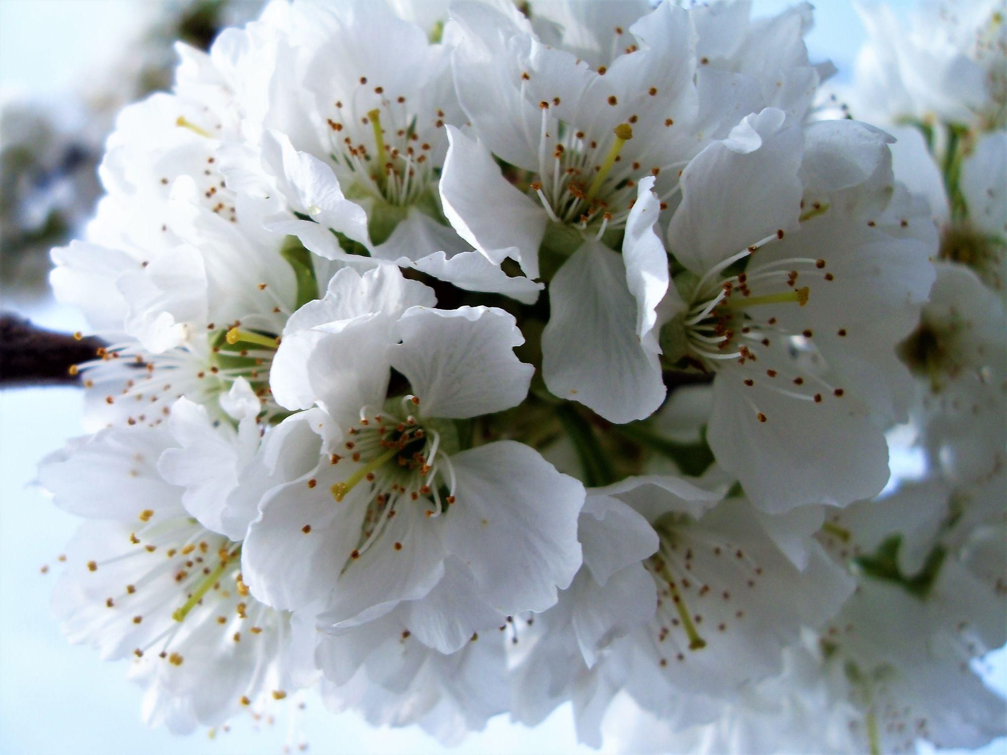 Аллергия на цветение весной – что делать, первые симптомы