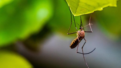Вчені випустили в природу мільйони ГМО-комарів