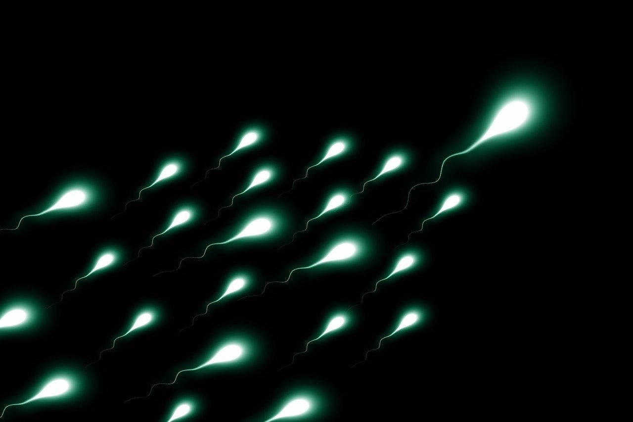 Чи справді число сперматозоїдів у чоловіків скоротилось удвічі