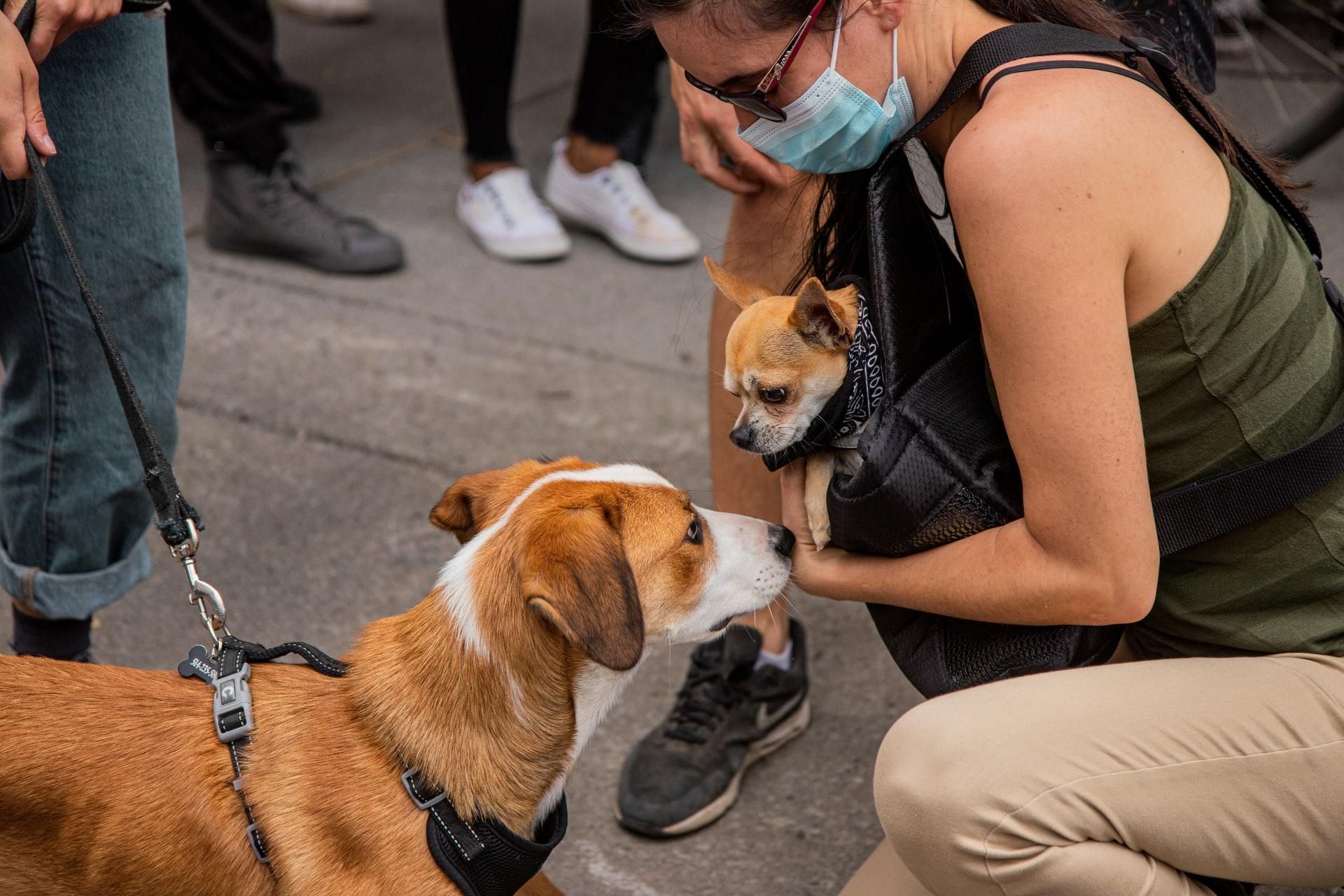 Собаки краще визначають коронавірус, ніж експрес-тести Собаки краще визначають коронавірус, ніж експрес-тести