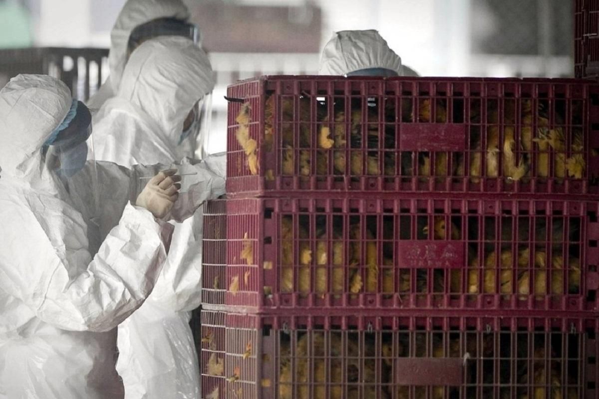 Пташиний грип H10N3 у людини в Китаї: перший випадок у світі
