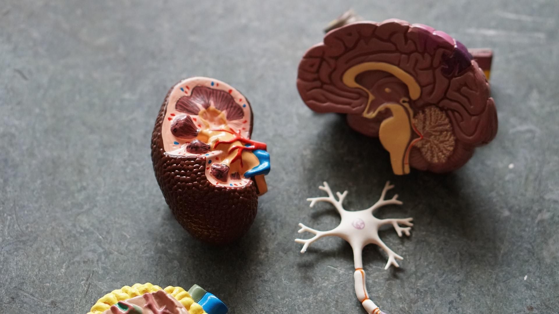 Мозок схожий на яєчка більше, ніж на будь-який інший орган