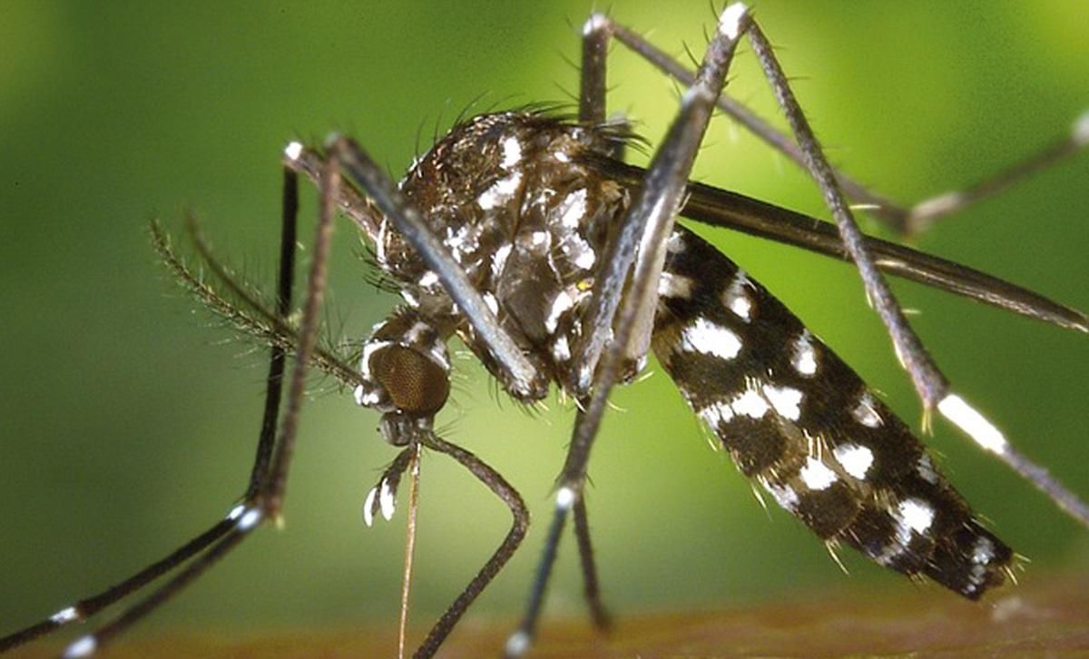 Тигровые комары на побережье Черного моря: чем опасны