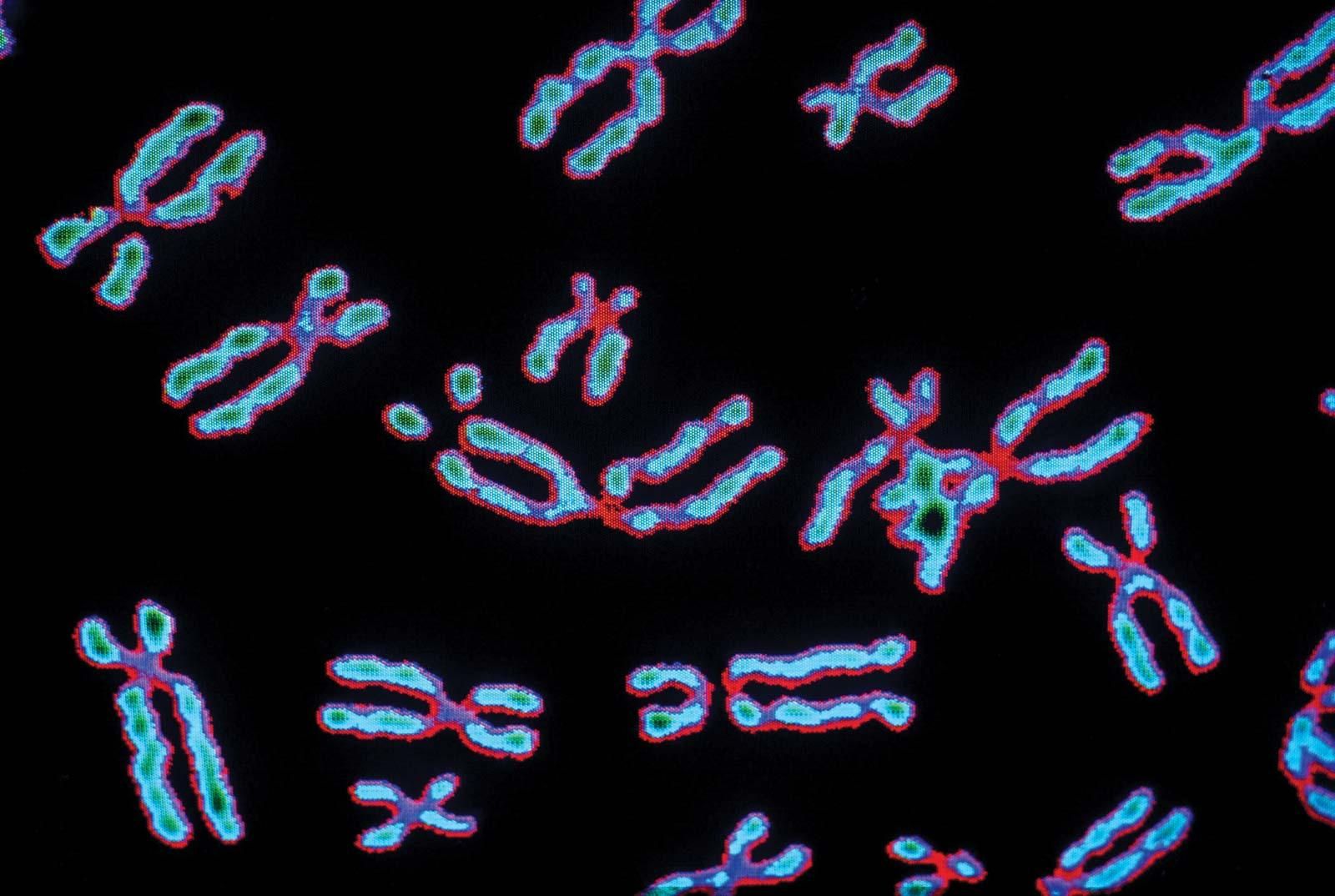 Скільки важать хромосоми людини: вчені вперше визначили їхню масу