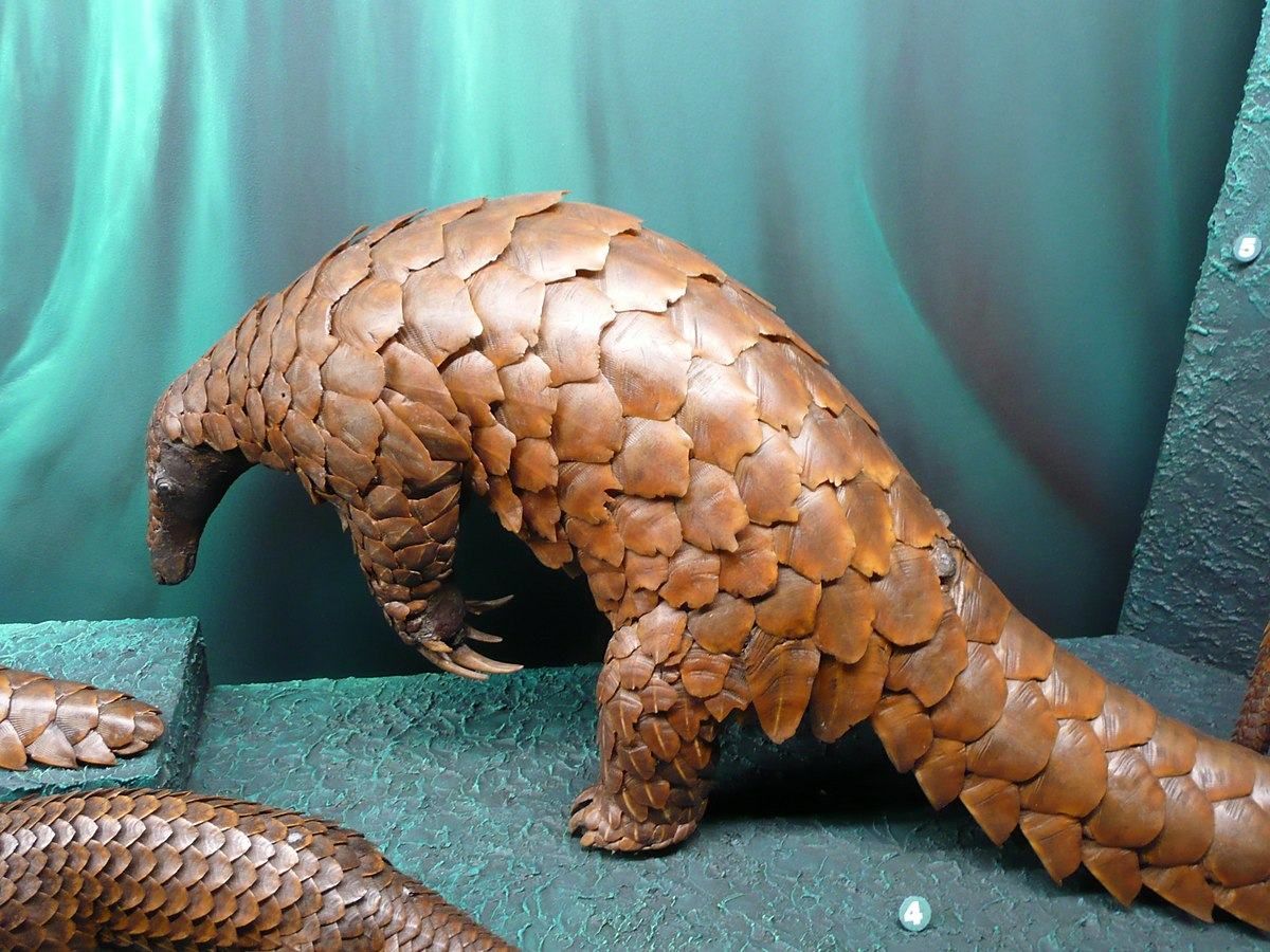 Вчені з'ясували, чи є панголіни джерелом коронавірусу Вчені з'ясували, чи є панголіни джерелом коронавірусу