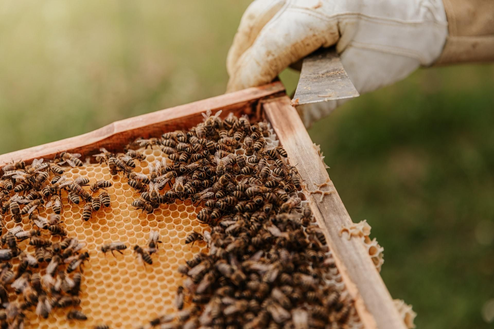 Що робити якщо вкусила бджола - як уникнути укусу і лікування 